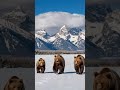 Grizzly Bears 🐻on the Winter Walk Three Bears and the Grand Tetons #nature #shorts #bears #wildlife