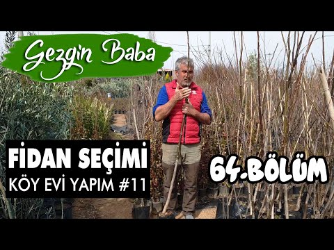 Video: Bahçeniz Için Doğru Fidan Nasıl Seçilir?