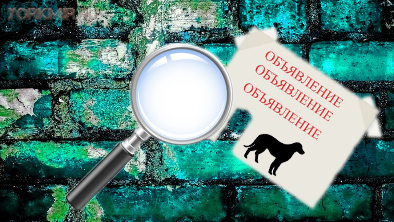 Что делать если потерялась собака | Объявление. - YouTube