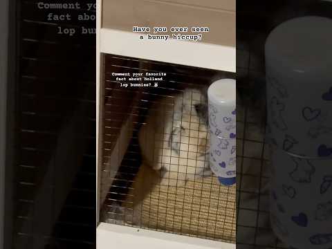 Holland lop bunnies are the sweetest things! ✨ #youtubeshorts #bunny