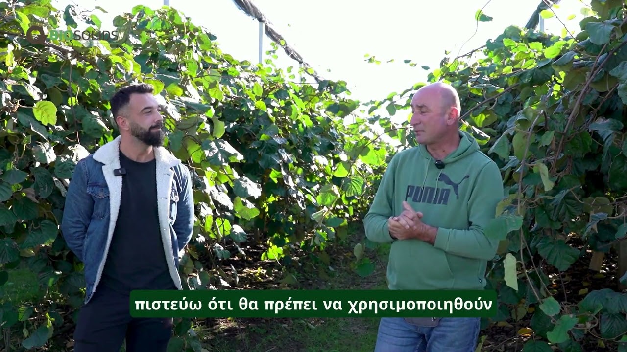 ITALPOLLINA 4-4-4: Επένδυση στο έδαφος της Σκύδρας, κέρδος στην παραγωγή του ΑΚΤΙΝΙΔΙΟΥ