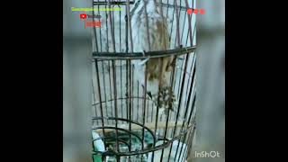 Burung pelatuk suara nyecret