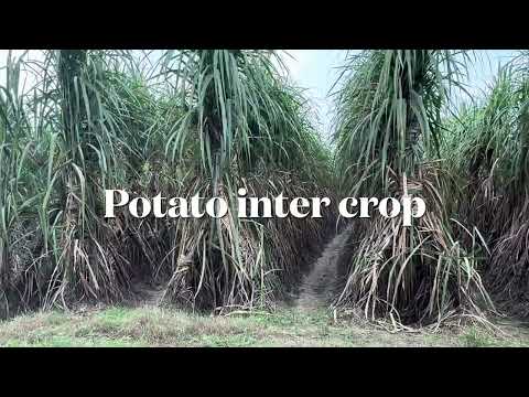 गन्ने की ट्रेंक प्लांटिंग 3 गुना उत्पादकता । Three times Sugar cane yield