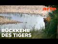 Leben Mit Den Bengalischen Tigern Freie Bahn Für Wildtiere Reupload ARTE Fernweh Leben Mit Den Bengalischen Tigern Freie Bahn Für Wildtiere Reupload ARTE Fernweh