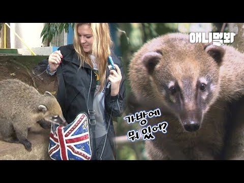 친근함으로 무장해 사람들 가방터는 코아티ㅋㅋㅣ Pickpocket Coati Robs The People&amp;#39;s Bag In Such Friendly Demeanor LOL