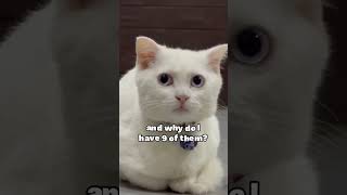 When   myymisuu cutecat catlover fyp capcut capcut cat kittypets