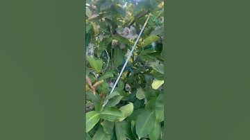 Mận Đào Đá của A Hùng ở 91b cầu kênh thuỷ cần thơ nay trái lớn thấy mê quá…