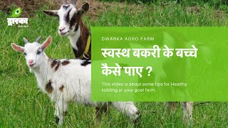 बकरी पालन मे स्वस्थ बकरी के बच्चे कैसे पाए? How to care goats for kids?.