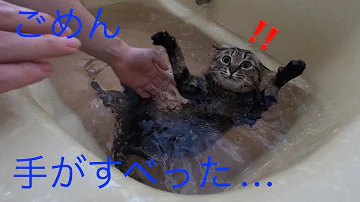 猫をお風呂に入れると 猫をお風呂に入れると