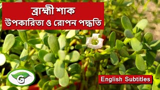 ব্রাহ্মী শাক চাষ পদ্ধতি ও ব্রাহ্মী শাকের উপকারিতা | How to grow Brahmi plant at home screenshot 2