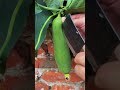 The "Vegetable Sponge": Culinary Secrets of Loofah 🥒✨ #farming #gardening #herbalism #permaculture