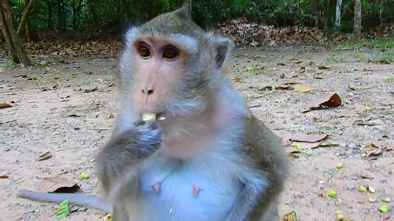 Tiny Angel AMELIA Looking Milk Hungrily | 