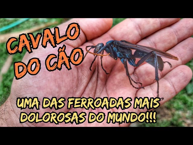 Conheça o cavalo-do-cão, o inseto com a picada mais dolorida do mundo! -  HiperCultura