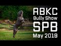 ABKC Bully Show SPB May 2019