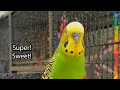 Super Sweet! - Boba the Budgie - Talking Parakeet #budgies