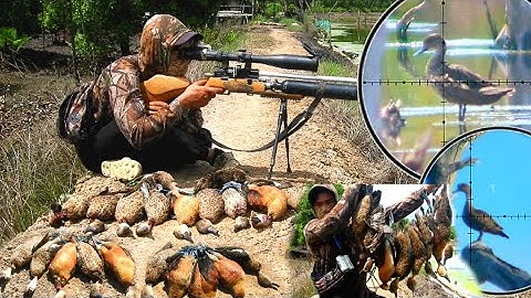 GILAA PENEN BELIBIS LIAR DISINI BANYAK BANGET, BERBURU BELIBIS