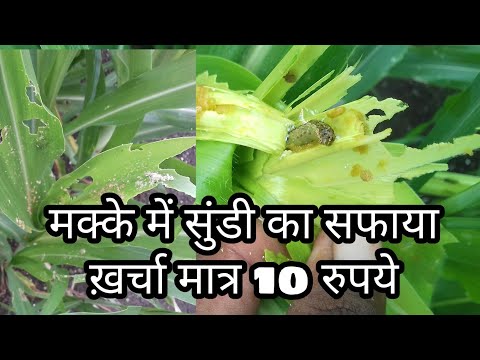 वीडियो: आर्मीवर्म प्लांट डैमेज - बगीचों में आर्मीवर्म को कैसे नियंत्रित करें