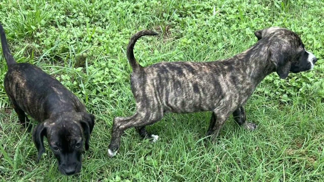 Plott hound rescues - Brenda & JJ