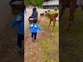 鹿に吹っ飛ばされる😫 Got blown away by a deer #animals #shorts #naradeer #奈良 #奈良の鹿 #奈良公園 #japan