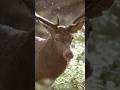 #naturevoicedocumentaryoficialsOfficials Barish Mein Khada Jungle Ka Raja #shorts #viral #nature