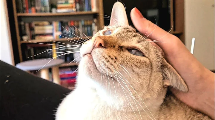 Watch the video about Purring lap kitty | Lynx point Siamese cat sitting and enjoying owner's company