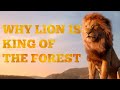 Why lion  is king  of the forest  aghilan thinker  at