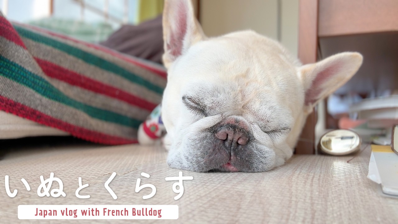 フレンチブルドッグと穏やかに過ごす大晦日とお正月