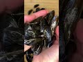 Recette  recipe  moules marinires  la franaise  french mussels