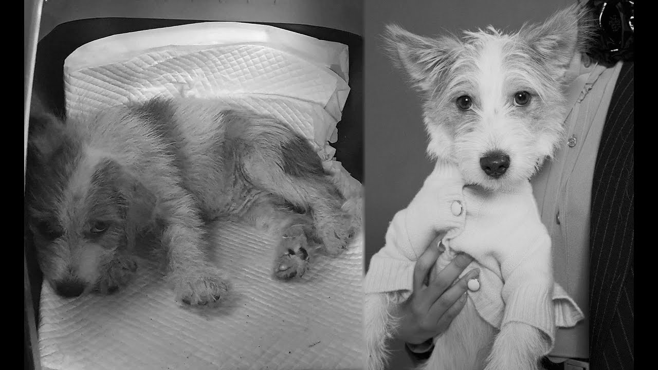 Hank's Journey | Rosé's Adopted Dog #rosé #rose #rosie