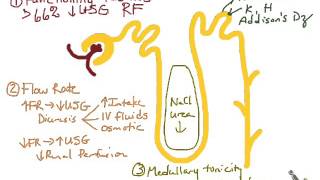 Urine Concentration