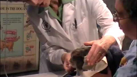 How to Feed a Grumpy Sick Cat: Mr. Misty is Syringe Fed