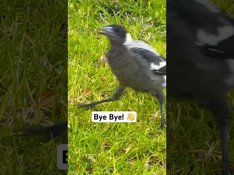 Australian Magpie Sound: