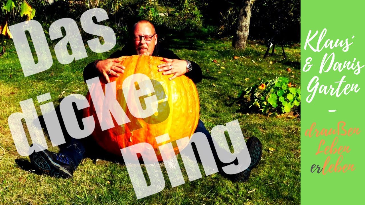 Riesenkürbis Atlantic Giant / Was macht man mit so einem dicken Ding