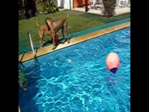 Rhodesian ridgeback and labrador - Water dogs