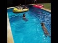 Rhodesian ridgeback and labrador - Water dogs