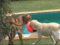 Rhodesian ridgeback and labrador - Water dogs