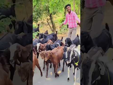 Viralvideo Music Song Dance Reels New Guitar Explorepage Music Song Like Janna