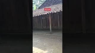 Jadul! rumah kuno yang adem,bikin kangen #shorts #desa #jadul