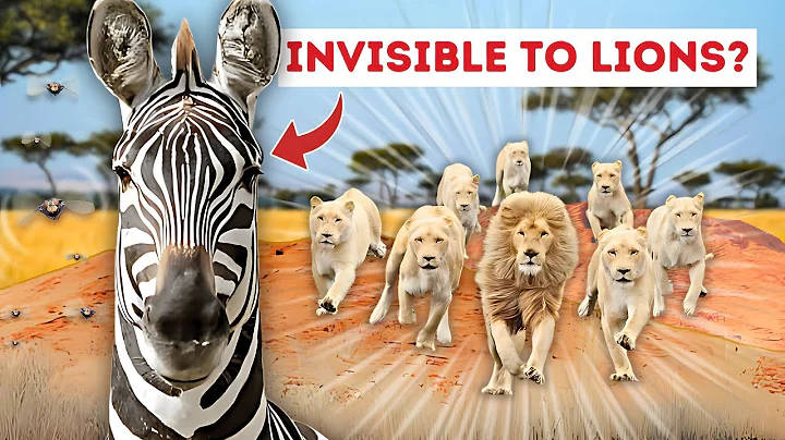 The REAL Reason Zebras Have Stripes