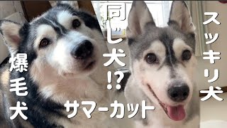 見て見て！このハスキー😳換毛期はお互いきっとこれがいい！