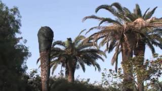 The red palm weevil - Rhyncophorus ferrugineus - English version