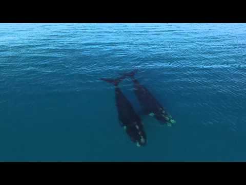 Paddle Boarding with Whales, Australia