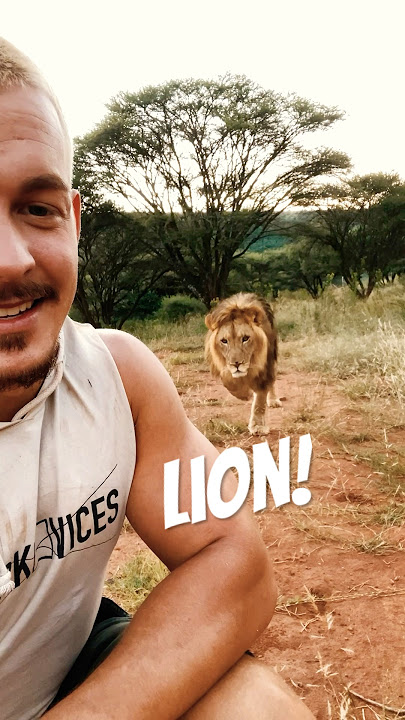 Lion Sneaks Up to me!🦁