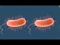 Differents entre bacterie et virus