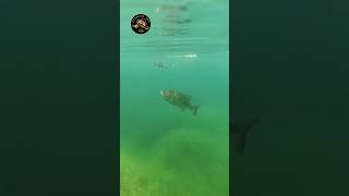 Comportamiento De Un Pez Depredador..