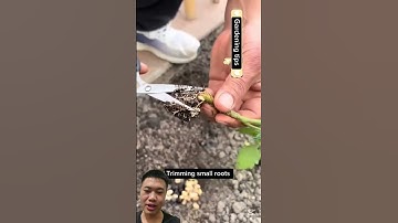 Meon Trồng Cà Chua Của Người Trung Quốc