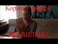 Чем и как кормить свиней правильно