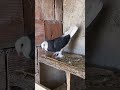 part 123/types of pigeon in the world