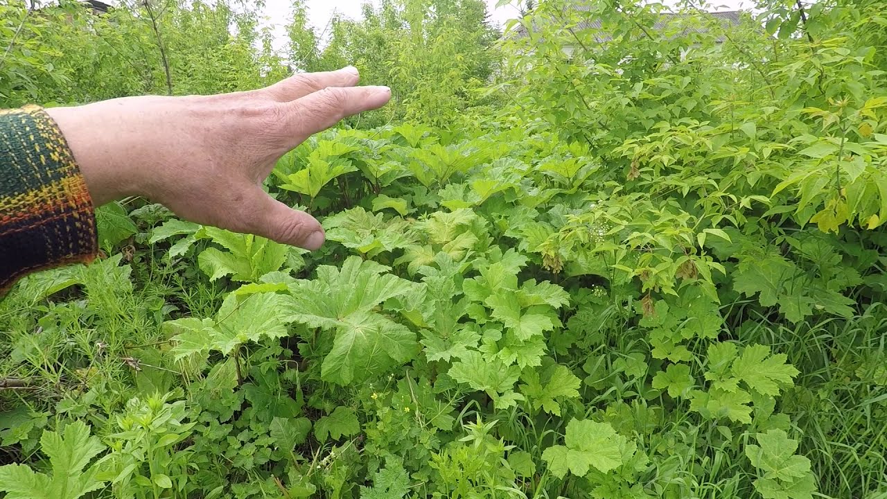 Топинамбур - убийца борщевика - YouTube