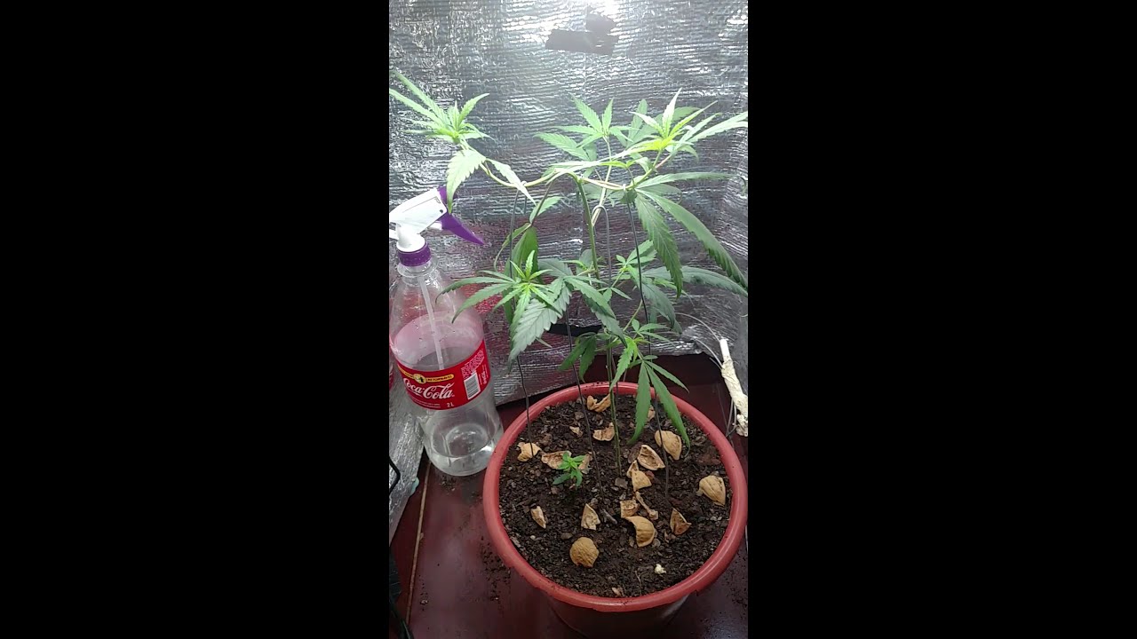 Como Montar um Grow Barato e Eficiente - Maconha Cannabis Erva